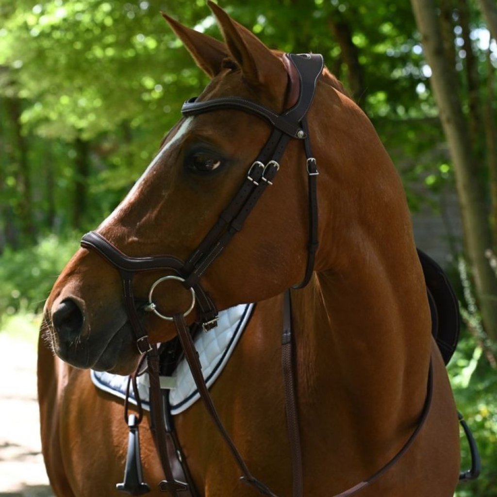 Noseband Bridle, Bridle, horse bridle, Horse BreastplateHorse reins