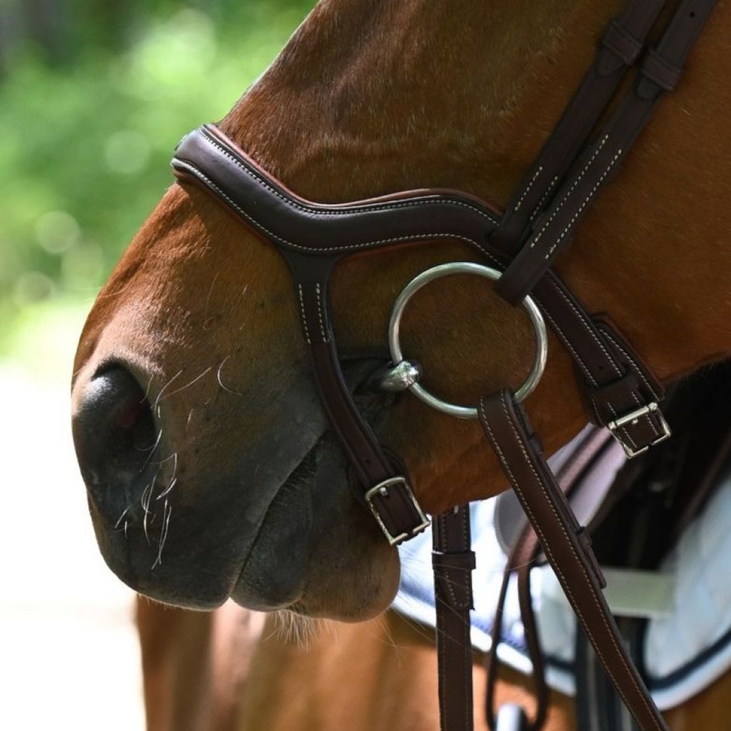 Noseband Bridle, Bridle, horse bridle, Horse BreastplateHorse reins