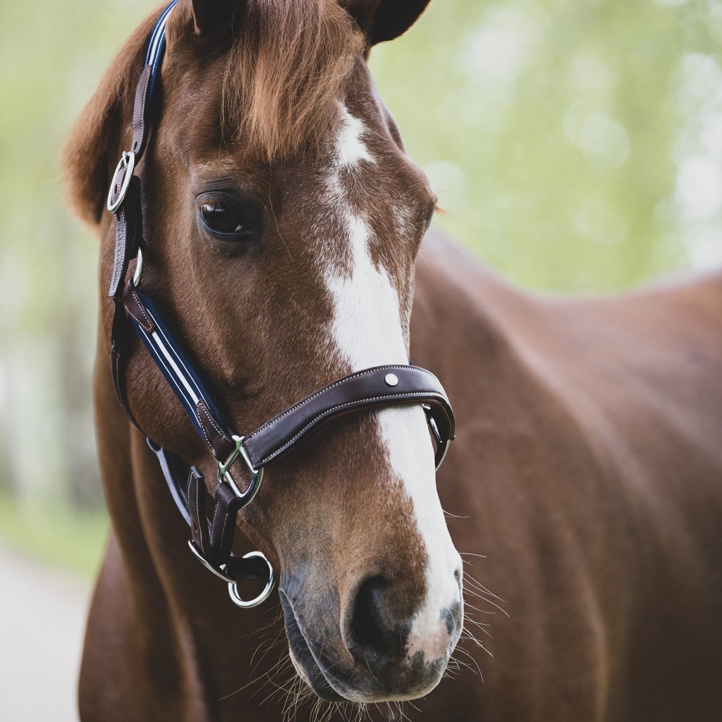 horse leather headcollar, Horse Headcollar, Leather Headcollar, Horse Breastplate, Horse bridle