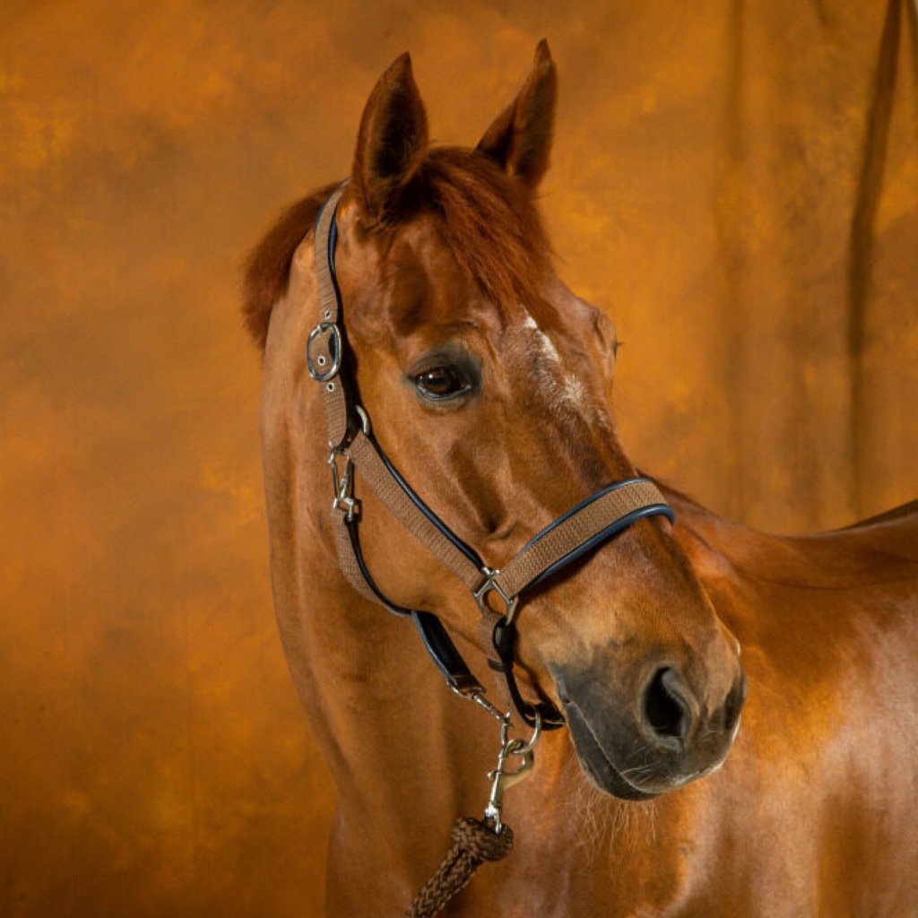 horse leather headcollar, Horse Headcollar, Leather Headcollar, Horse Breastplate, Horse bridle